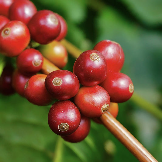 Coffee Origin